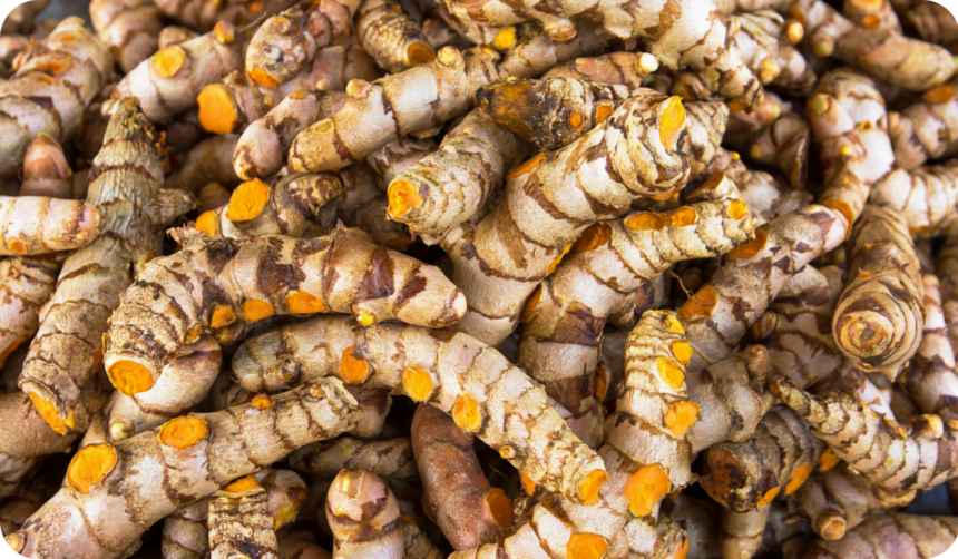 Turmeric plant featured image.Curcuma plant. Genus curcuma plant