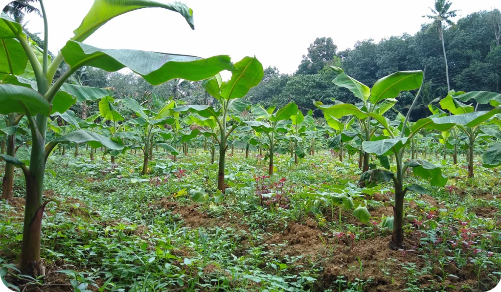 banana cultivation in India - Plantain cultivation in kerala