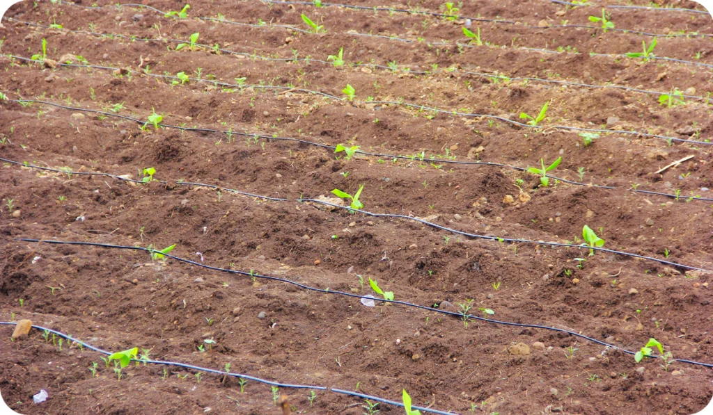 banana field , India