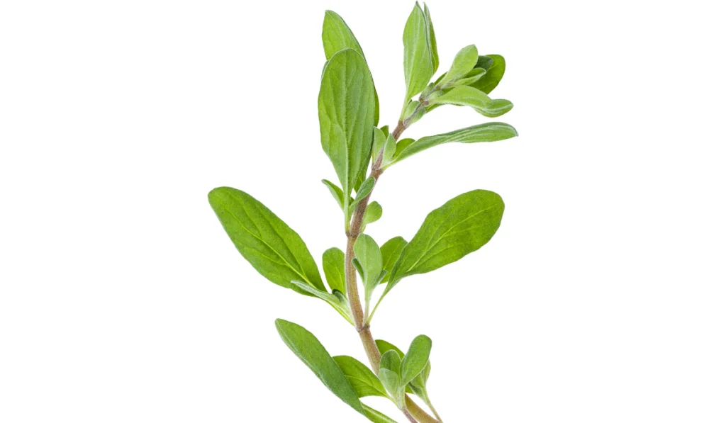 fresh marjoram (Origanum majorana) herb