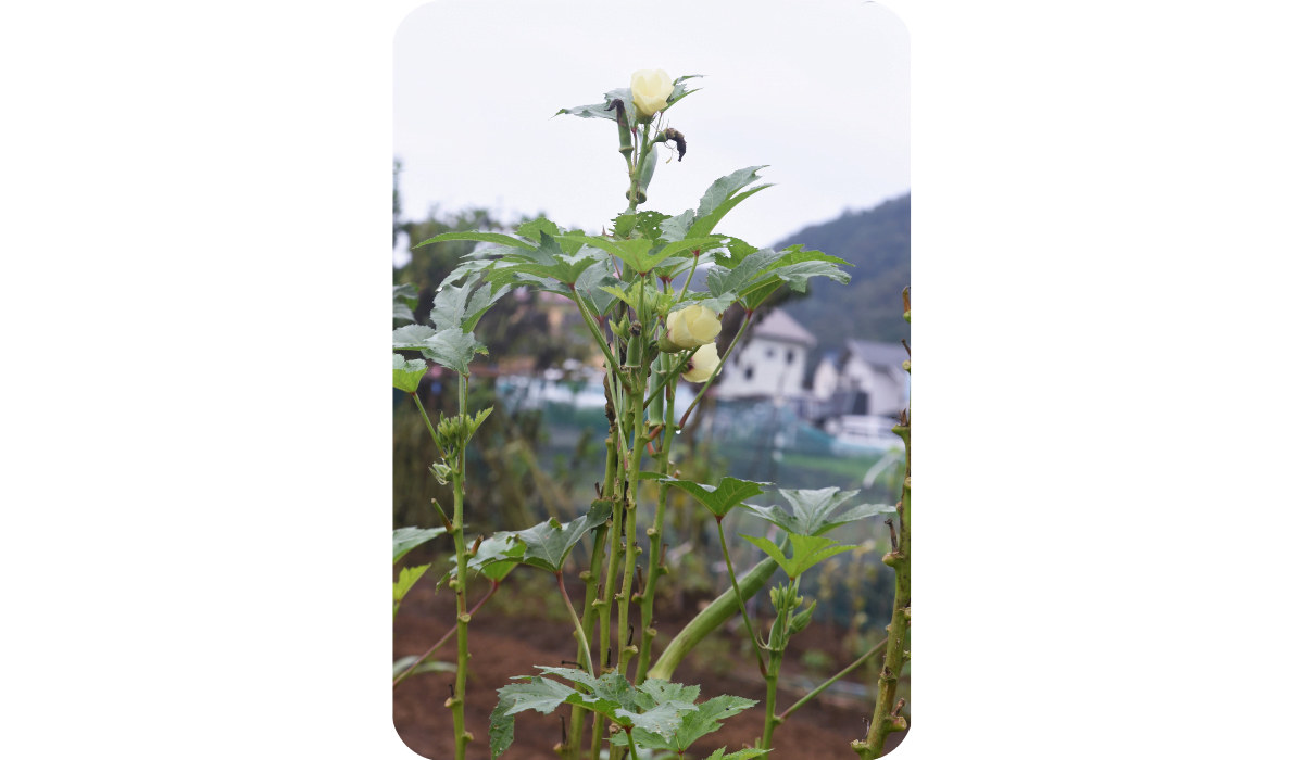 kitchen garden Okra cultivation