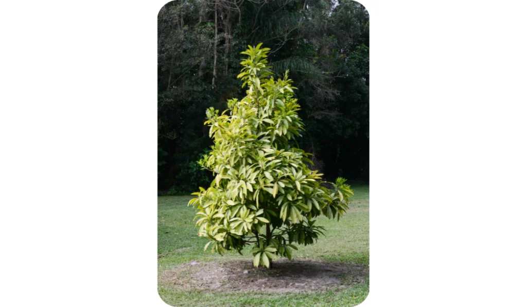 mamey sapote tree (Magana) - Tropical Tree