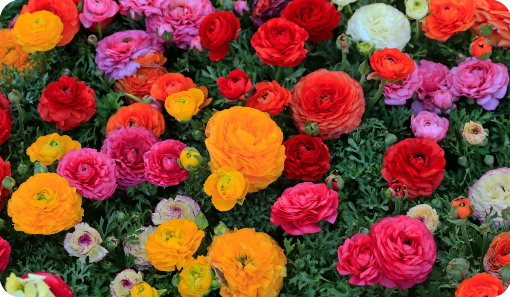 persian buttercup - Different colours and Varieties