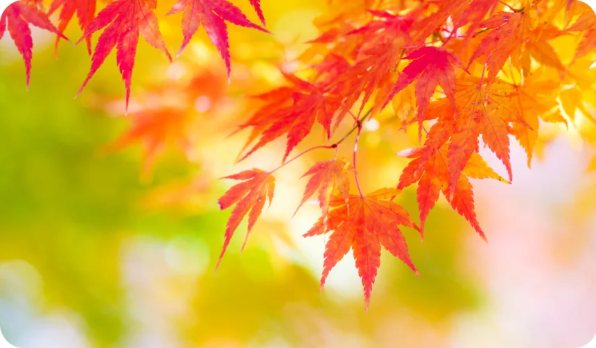 Red maple leaf