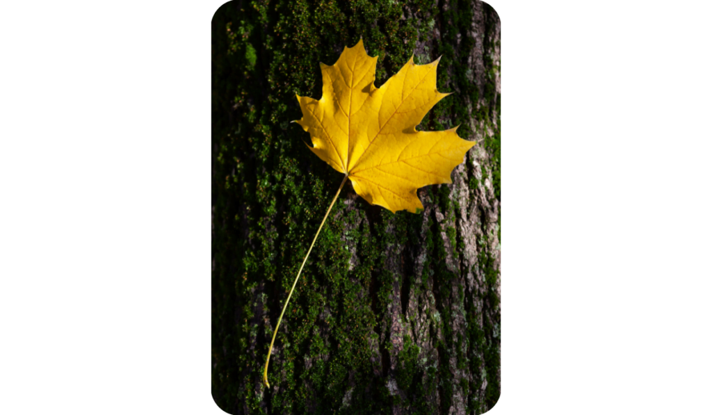 Yellow maple leaf on tree trunk