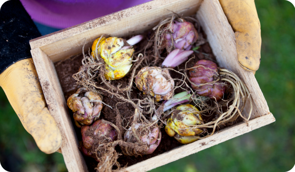 A box tray containing sprouting lily flower bulbs, about to be planted