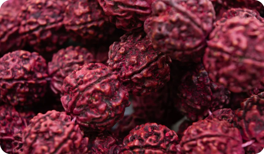 A rudraksha mala is the seed of the Eliocarpus ganitrus tree used as prayer beads in Hinduism especially Shaivism