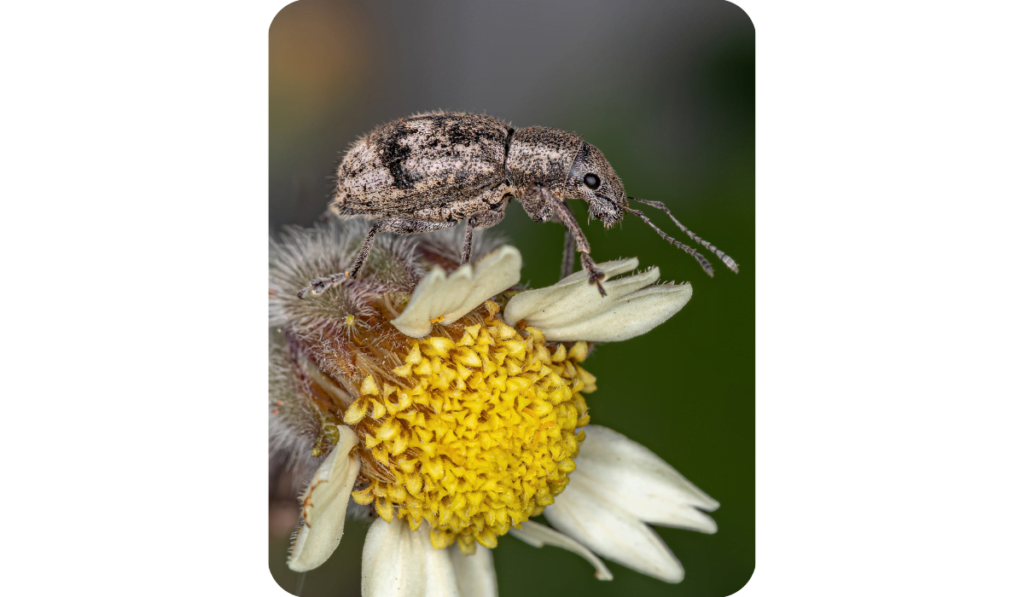 Adult Broad-nosed Weevil on a Tridax Daisy Flower