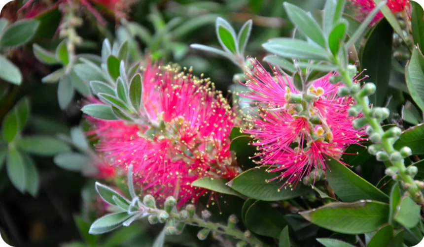 Beautiful fresh flowers of Calliandra haematocephala plant. Albizia. Mimosa. Calliandra eriophylla flower.