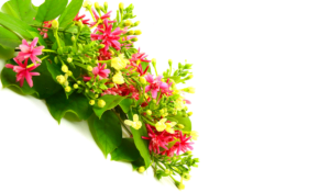 Rangoon Creeper (Combretum Indicum): Madhumalti Plant Benefits, Care