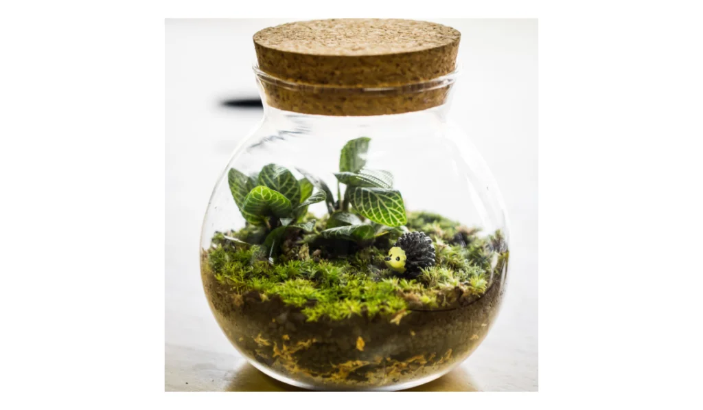 Best Terrarium Plants