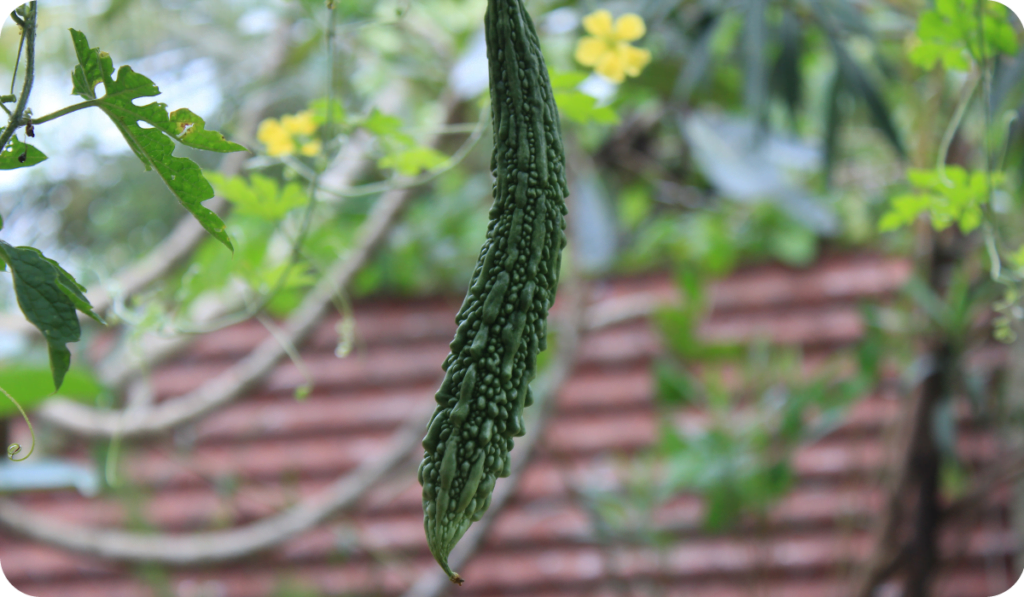 Bitter Melon or Bitter Gourd hanging in plant. Bitter Gourd Farm in Vegetable farm