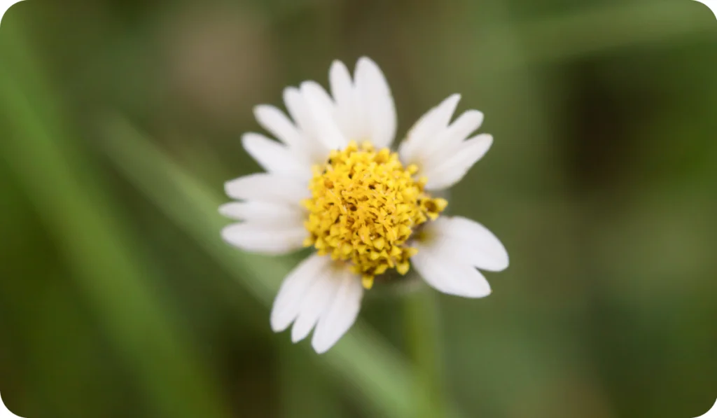 Coatbuttons, Mexican daisy, Tridax procumbens, Asteraceae, Wild Daisy