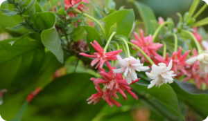 Rangoon Creeper (Combretum Indicum): Madhumalti Plant Benefits, Care