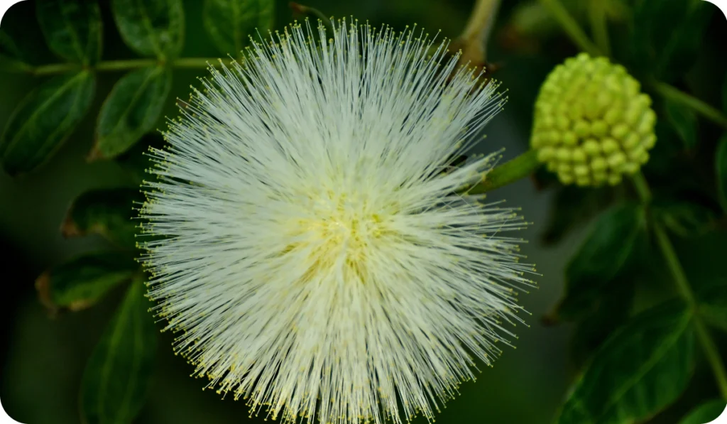 Commonly called white powder puff, it is the white form of calliandra haematocephala (Red powder puff). Calliandra haematocephala is an evergreen shrub in mimosa family.