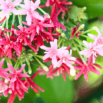 Combretum Indicum Colorful Flowers (Rangoon Creeper, Chinese honey Suckle, Drunen sailor)