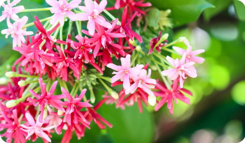 Combretum Indicum Colorful Flowers (Rangoon Creeper, Chinese honey Suckle, Drunen sailor)