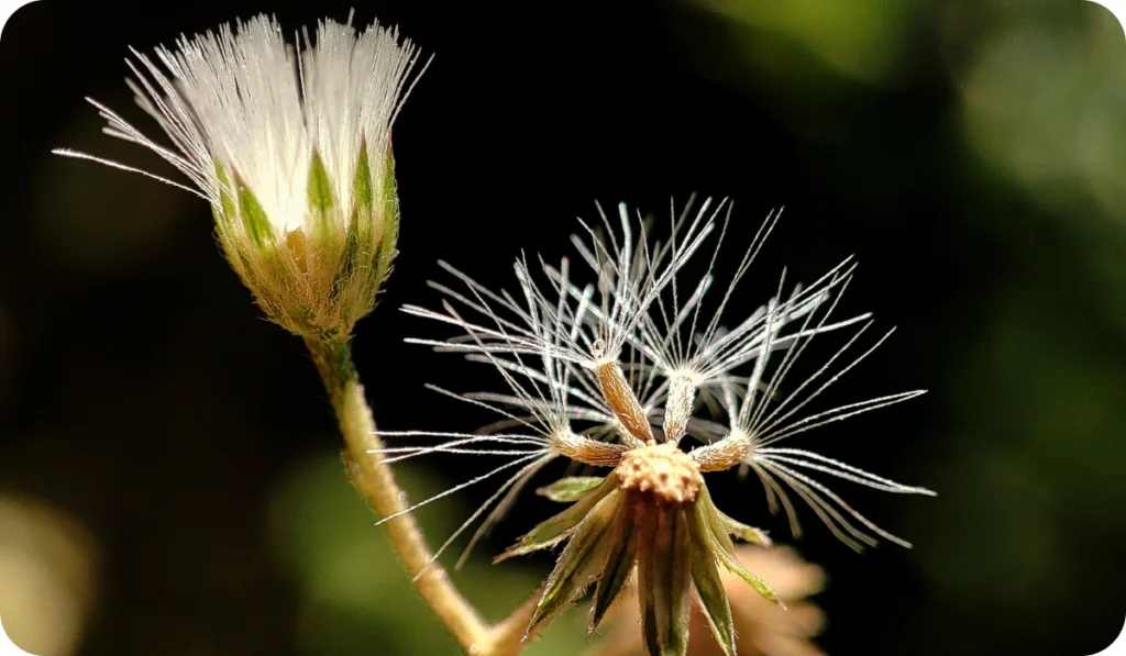 Cyanthillium cinereum seeds Sahadevi Plant