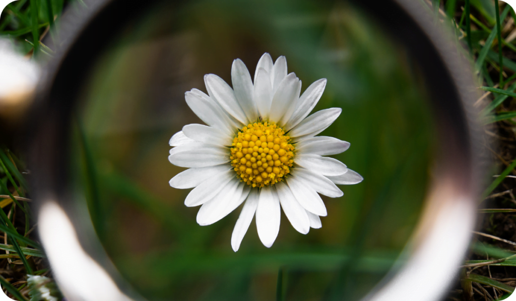 Daisy (Bellis perennis). Picture taken through a magnifying glass.