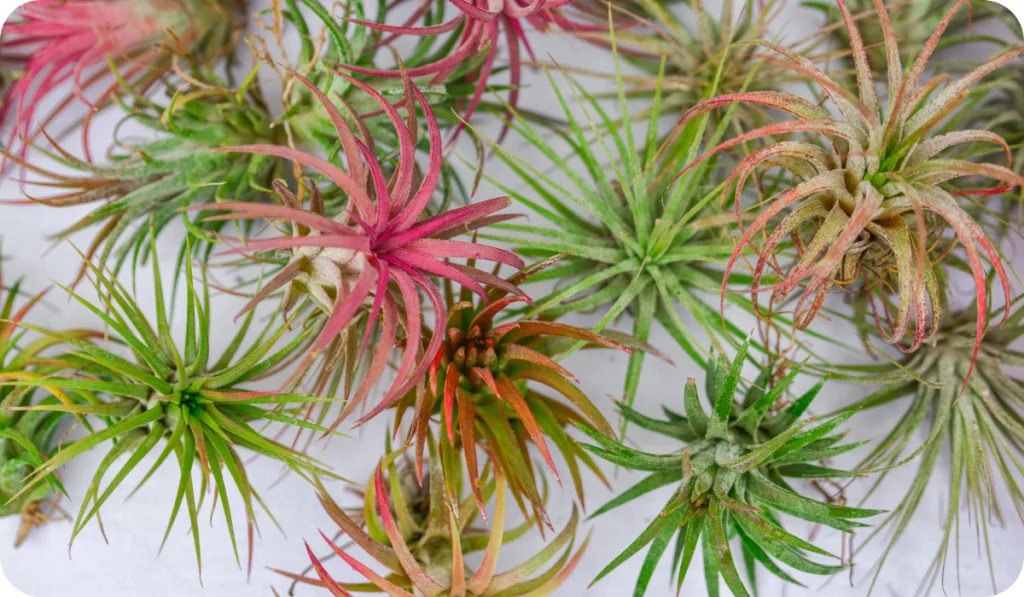 Different Tillandsia Air Plants
