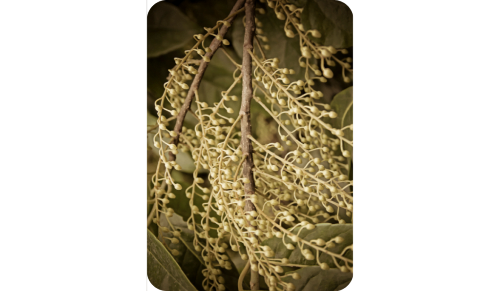 Elaeocarpus ganitrus Rudraksha Plant
