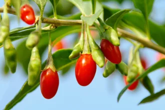 Goji Berry - red goji berries