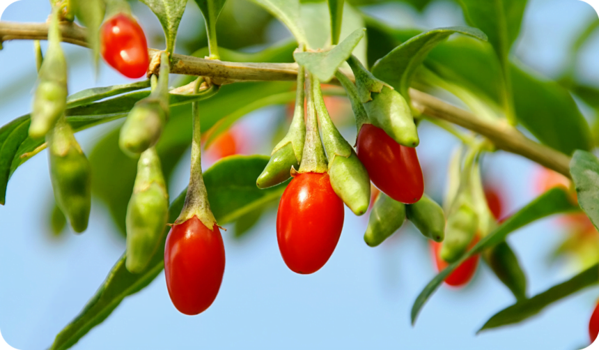 Goji Berry - red goji berries