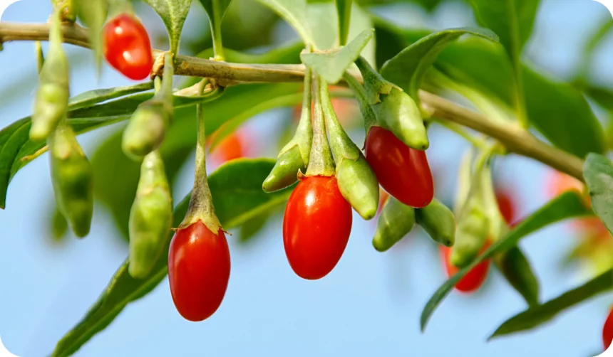 Goji Berry - red goji berries