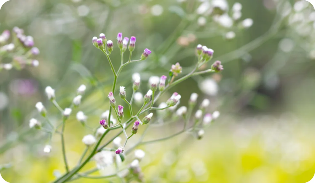 Little ironweed, Ash-coloured fleabane or Purple fleabane. The scientific name is Cyanthillium cinereum