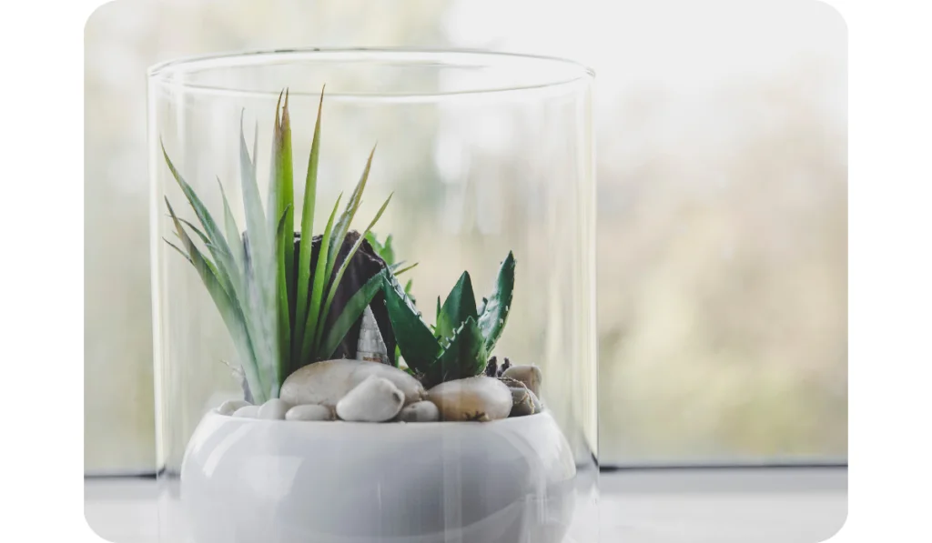 Modern tabletop glass open terrarium for plants on window
