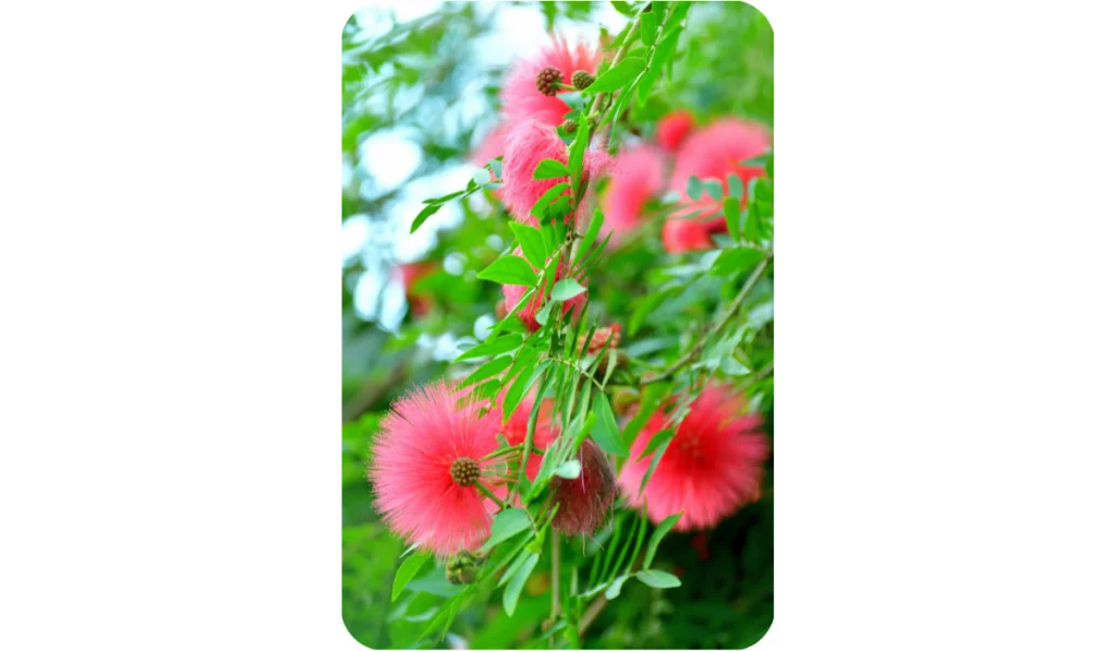 Native to tropical and subtropical regions, calliandra haematocephala is in the pea family and is very popular evergreen flowering shrub/tree, producing brilliant red/white powder puff