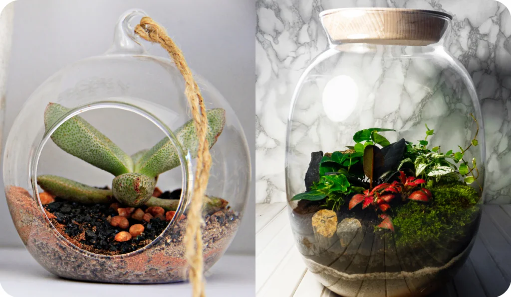 Open Terrariums Vs Closed Terrariums