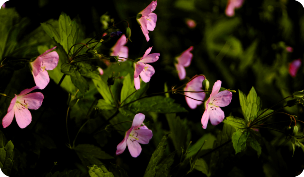 Pink wildflowers exhibiting the phenomenon of 'phototropism', phenomenon of following sunlight during the day.