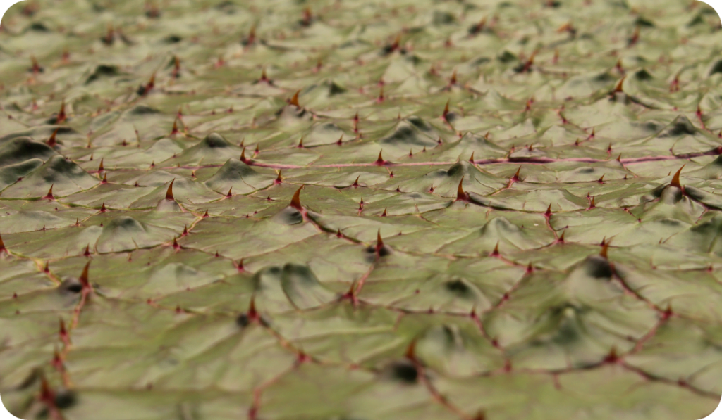 Prickly Water Lily leaf (or Gorgon, Stachelseerose, Fox Nut, Makhana)