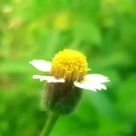 Tridax procumbens, commonly known as coatbuttons or tridax daisy, is a species of flowering plant in the family Asteraceae. It is best known as a widespread weed and pest plant