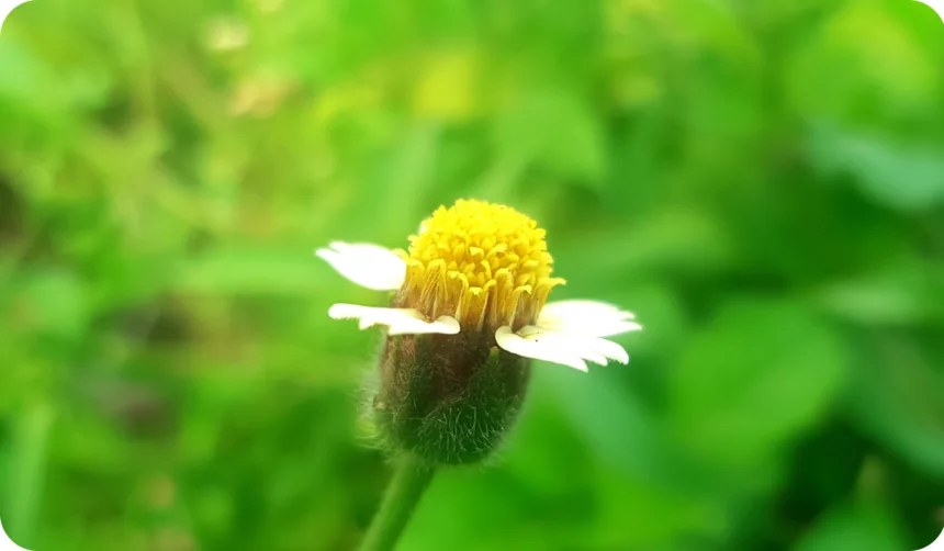 Tridax procumbens, commonly known as coatbuttons or tridax daisy, is a species of flowering plant in the family Asteraceae. It is best known as a widespread weed and pest plant