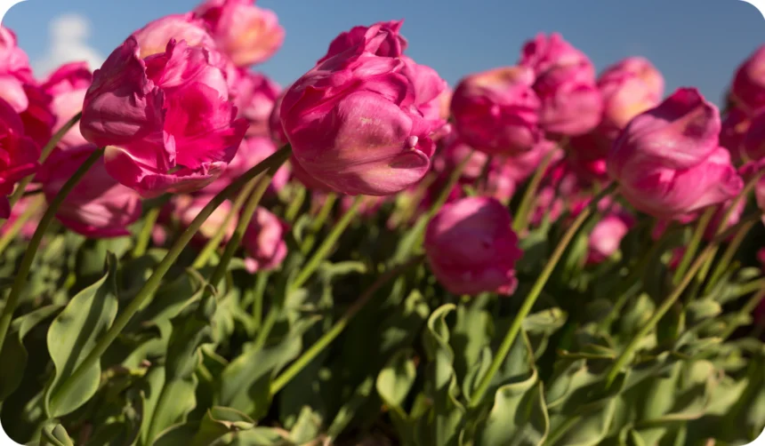 Tulips showcasing phototropism