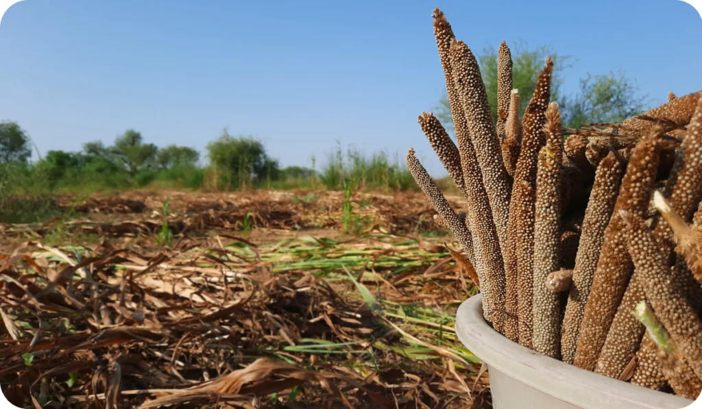 Unprocessed Pearl Millet Or Bajra in a basket in Indian field while crop harvesting