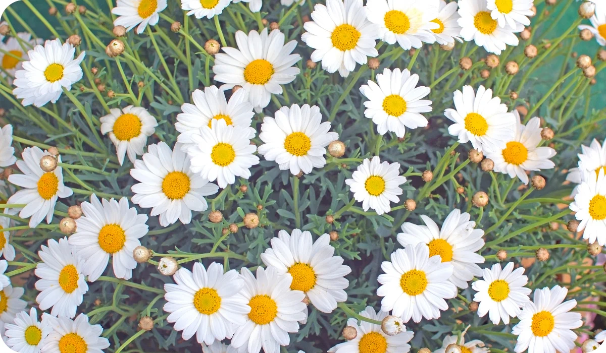 White Oxe-eye daisy or Moon Daisy May flowers, Leucanthemum vulgare, blossoming in May