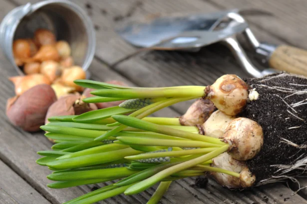flower bulbs and gardening accessories